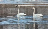 Two Swans A-swimming DSCN07186