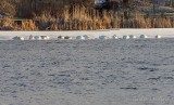 Sixteen Swans A-sleeping DSCN07333