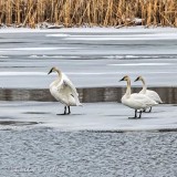 Three Swans On Ice DSCN06959