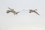 Three Swans A-flying DSCN07374