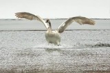 The Swan Has Landed DSCN07381