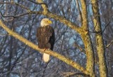 Bald Eagle In A Distant Tree DSCN08551