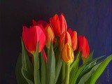 Tulip Bunch DSCN08766 'Art'