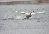 Trumpeter Swan Taking Flight DSCN08824