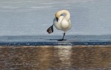 Trumpeter Swan Hokey Pokey DSCN09095