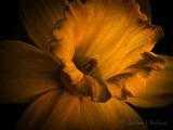 Low Key Daffodil Closeup P1020138
