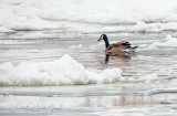 Goose Swimming Amidst Ice DSCN09315