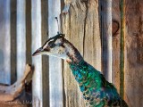 Peacock Profile DSCN09535