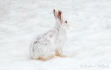 Snowshoe Hare Hiding In Plain Sight DSCN09888