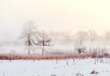 Trees In Sunrise Ground Fog P1520176