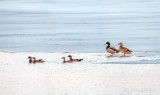 Wood Duck & Mallard Couples DSCN10489-91