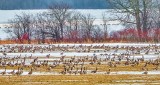 Field Of Geese DSCN10717