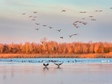 Incoming Geese At Sunrise DSCN10917