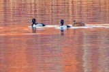 Ring-necked Ducks At Sunrise DSCN11113