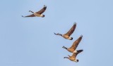 Four Geese In Flight DSCN10354