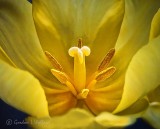 Yellow Tulip Exposed Interior P1020471-3