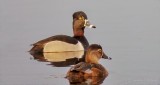 Mr & Mrs Ring-necked Duck DSCN11866