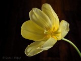 Yellow Tulip Opened DSCN11896