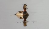 Male Ring-necked Duck DSCN11869