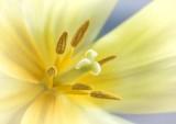Yellow Tulip Stamen & Pistil DSCN11968