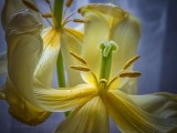 Old Yellow Tulip Stamen & Pistil P1020507