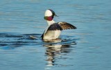 Male Bufflehead Flapping Its Wings DSCN12374