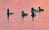 Ring-necked Ducks At Sunrise DSCN13033