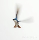 Tree Swallow In Flight DSCN14405
