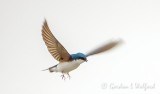 Swallow In Flight DSCN14397