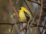 Male Goldfinch DSCN14684