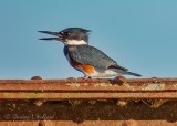 Kingfisher On A Bridge Railing DSCN18687