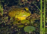 Bullfrog In The Swale DSCN20258