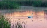 Mute Swan In Otter Creek At Sunrise DSCN19710
