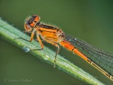 Orange & Black Damselfly P1020981