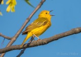 Yellow Warbler Warbling DSCN22157