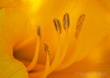 Golden Daylily Stamen Closeup P1030084-5