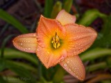Wet Lily DSCN24911