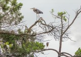 Two Herons In Trees DSCN25069