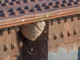 Wasp Nest Under Bridge Railing DSCN25131
