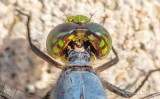 Dragonfly Head Closeup DSCN26058-62