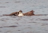 Osprey In The Water DSCN26383