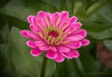 Pink Flower DSCN26484-6