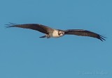 Osprey In Flight DSCN26649