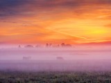 Cows In Ground Fog At Sunrise DSCN26712