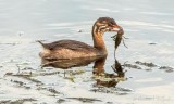 Juvenile Grebe With A Catch DSCN27367