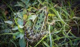 Northern Leopard Frog DSCN27221
