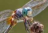 Dragonfly With A Snack DSCN27576 (crop)