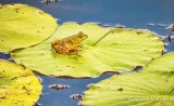 Frog On A Lily Pad DSCN28613