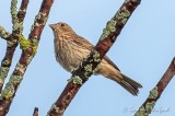 Juvenile House Finch DSCN29631