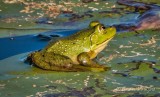 Frog On A Lily Pad DSCN30542